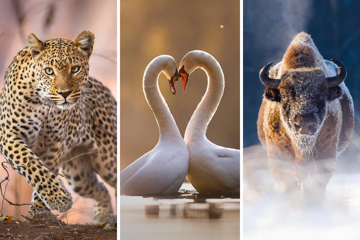 Photography Tip #14: Practice the Art of Patience in Wildlife Photography